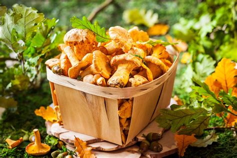 10 Popular Edible Mushrooms And How To Cook With Them Farmers Almanac Plan Your Day Grow