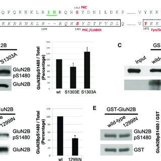 Disrupting The Glun B Camkii Interaction Increases Synaptic