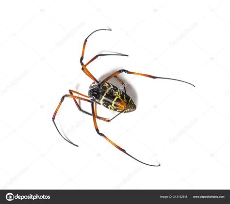 Nephila Inaurata Czerwononogi Z Otog Owy Paj K Orbowy Izolat