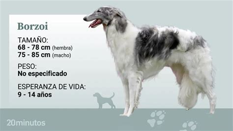 Así Es El Borzoi O Lebrel Ruso Perros Elegantes Afectuosos Y De