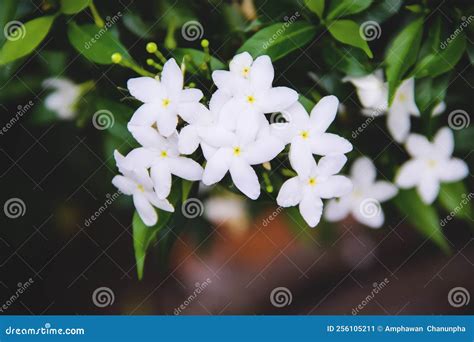 White Sampaguita Jasmine Officinale Jasminum Flower Blooming In Natural