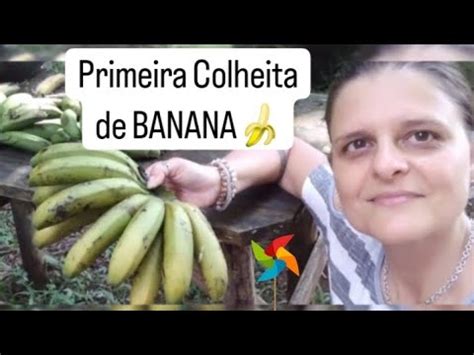 Primeira Colheita De Banana Youtube