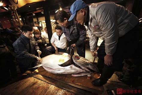 日本築地魚市：「壽司之神」的魚市場 每日頭條