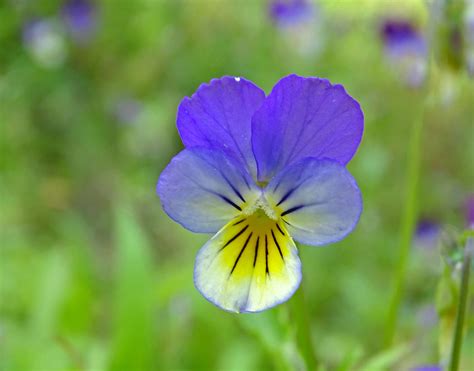 Driekleurig Viooltje NATUURGEBIEDEN IN BEELD