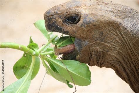 Aldabra Giant Tortoise Dipsochelys Gigantea This Reptile Is The