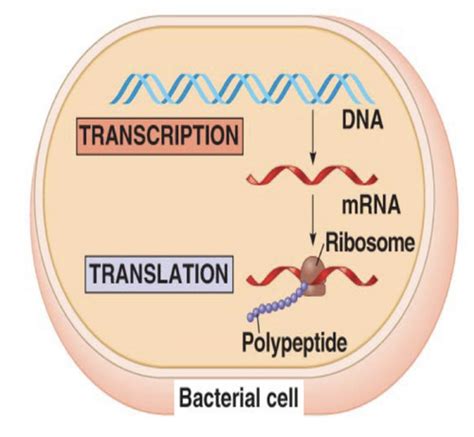 Chapter Microbial Genetics Flashcards Quizlet