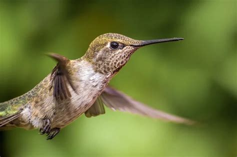 Juvenile Hummingbird feeding in flight on a Hibiscus flower against ...