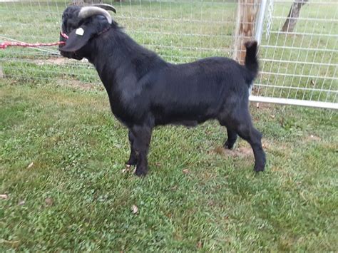 Ref8 Vulcan Knight Genemaster Goats Of Ohio On Openherd