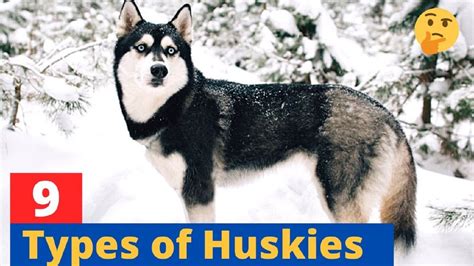 Razas De Perro Parecidas A Los Huskies