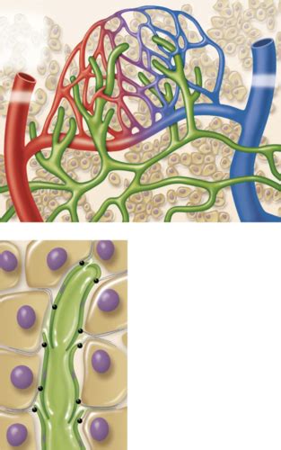 The Lymphatic And Immune System Flashcards Quizlet