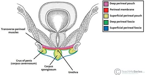 The Perineum Boundaries Contents Innervation TeachMeAnatomy