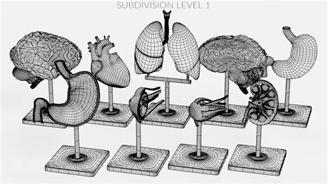 3d Anatomy Models Turbosquid 2026893