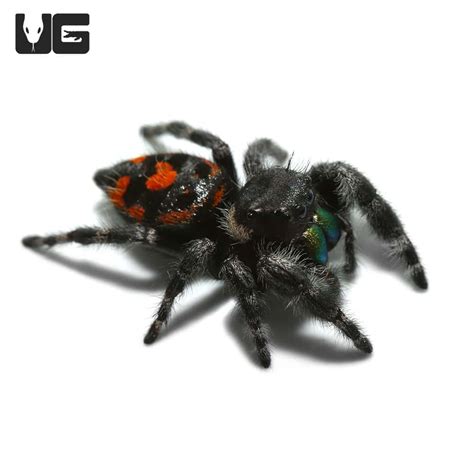 Bold Jumping Spider (Phidippus audax) For Sale - Underground Reptiles