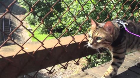 Leash Trained Bengal Cat Romeo Youtube