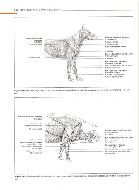 Konig 89 171 Anatomia Dos Animais Domesticos