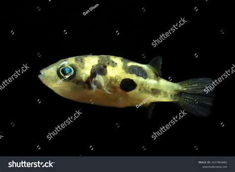 Dwarf Pufferfish Carinotetraodon Travancoricus Known Malabar Stock