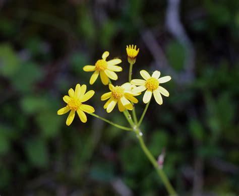 Roundleaf Ragwort VIRGINIA WILDFLOWERS