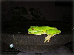 10 Daintree Rainforest Frogs ideas | daintree rainforest, rainforest ...