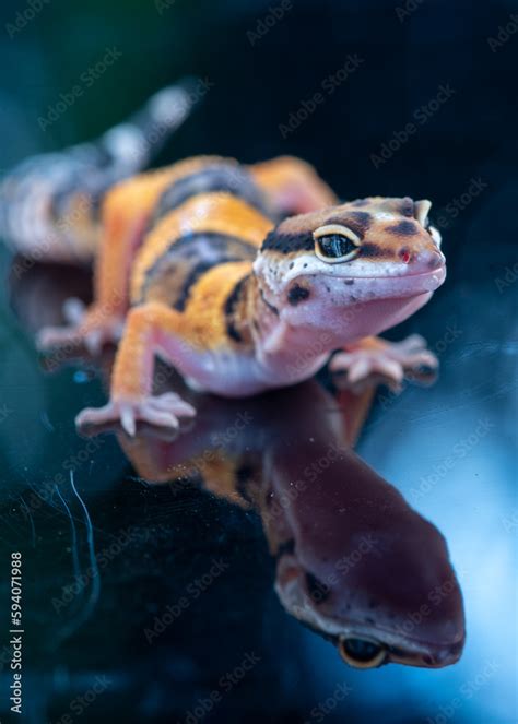 Close up of The leopard gecko or common leopard gecko, Eublepharis macularius is a ground ...