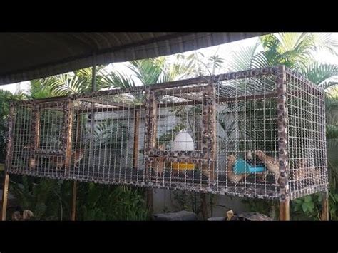 Building a Quail Cage, And a Visit with the birds after they move in