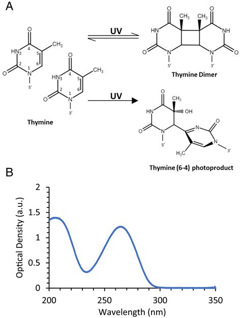 Thymine Dimer Definition Microbiology at Nathan Richardson blog