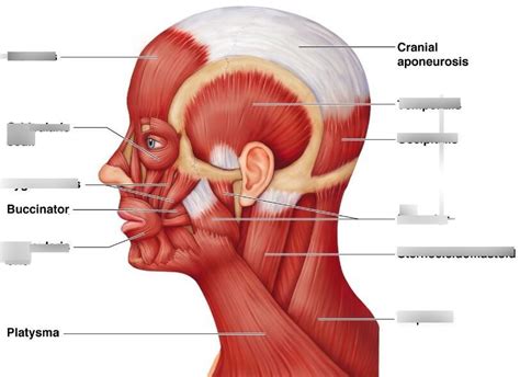 Head Muscles Labeling Diagram Quizlet