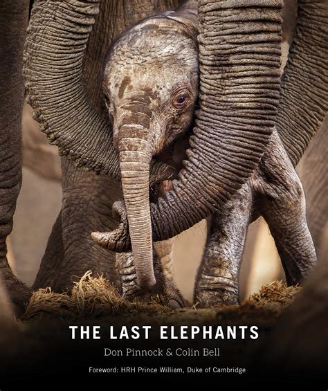The Last Elephants | How to help save elephants in Africa | Elephant