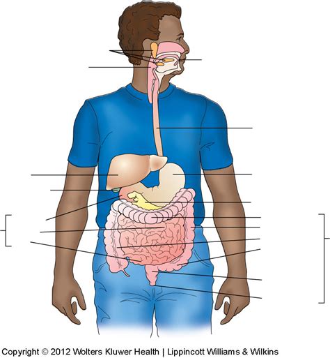 Digestive System Diagrams Diagram Quizlet