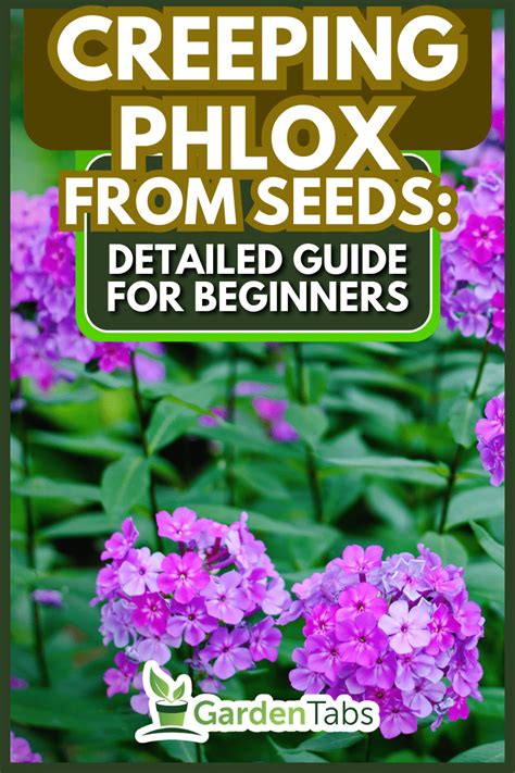 From Seed To Stunning How To Grow Creeping Phlox And Make Your Garden Pop