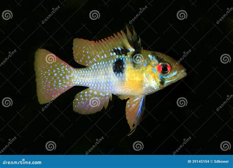 Tedesco Maschio Ram Tropical Fish Isolated Sul Nero Fotografia Stock