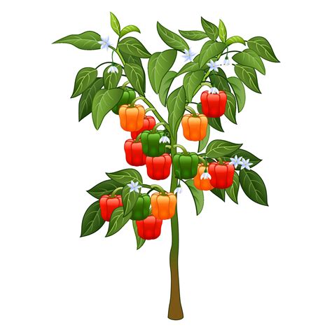 Bell Pepper Plant With Root Under The Ground 10284885 Vector Art At