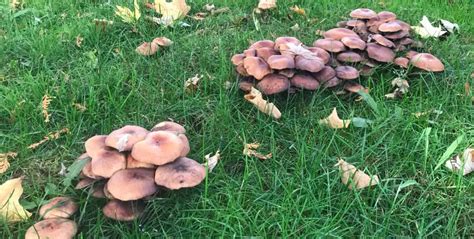 Pourquoi Des Champignons Poussent Dans Mon Jardin Mamansanta