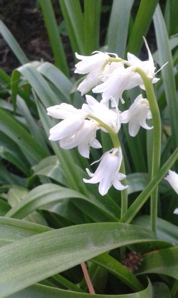 Гиацинтоидес - купить луковицы в Украине недорого почтой | FLORIUM.UA