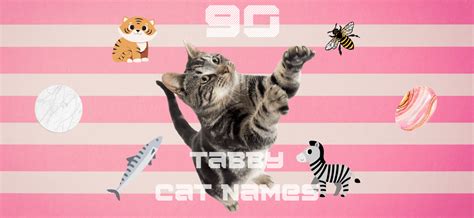 Tabby Cat Names 90 Perfect Names For Tabbies PetsTime