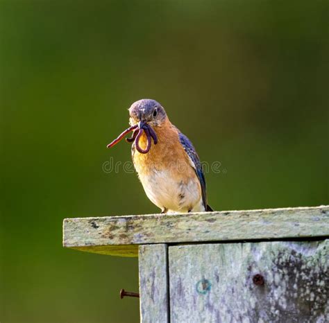 Vertical Closeup Of An Eastern Bluebird Sialia Sialis Perched On A