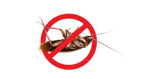 Control De Plagas Contra Cucarachas Detener Insectos Signcockroach Con