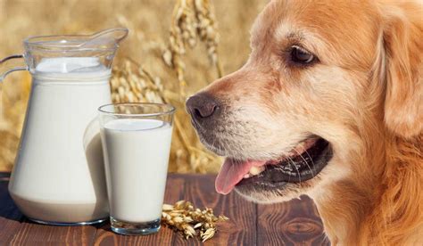 Can Dogs Drink Oat Milk Is Oat Milk Good Or Bad For Dogs