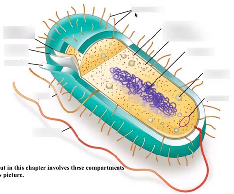 Bacterial Cell Diagram | Quizlet