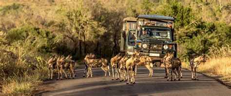 Full Day Hluhluwe Umfolozi Safari