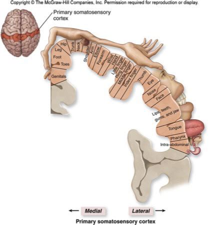 Differences between the primary somatosensory and motor cortex Flashcards | Quizlet