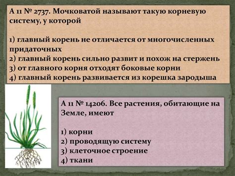 Корень - презентация онлайн