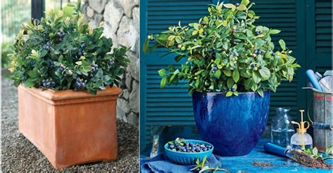 How To Plant Blueberry Bushes Grow Them In Ground Or Pots