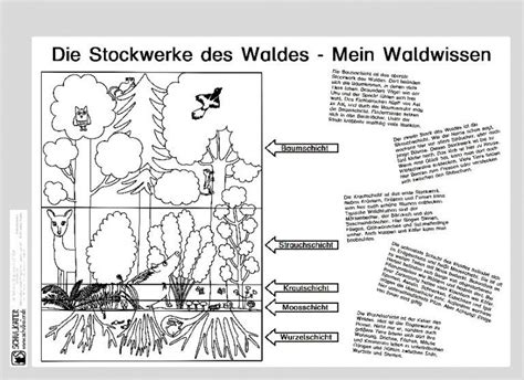 Lebensraum Wald Stockwerke Archive Blog Bildung Leben Mit