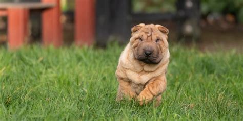 Todo sobre el Shar Pei Historia características y cuidados