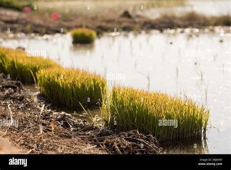 Rice Seedlings Grown In A Nursery Are Ready To Be Planted In A Rice