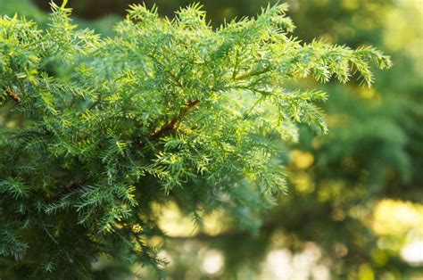 13 Different Types of Cedar Trees (All Cedar Tree Varieties) - PlantSnap