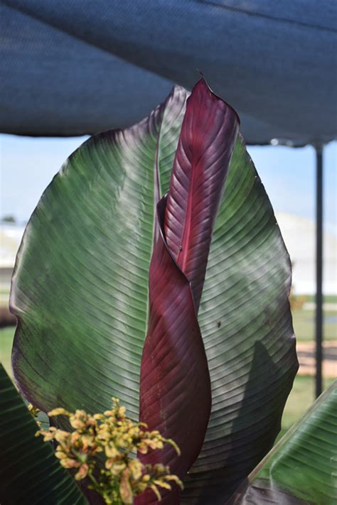 Red Banana (Ensete ventricosum 'Maurelii') in Issaquah Seattle Bellevue Redmond Renton Sammamish ...