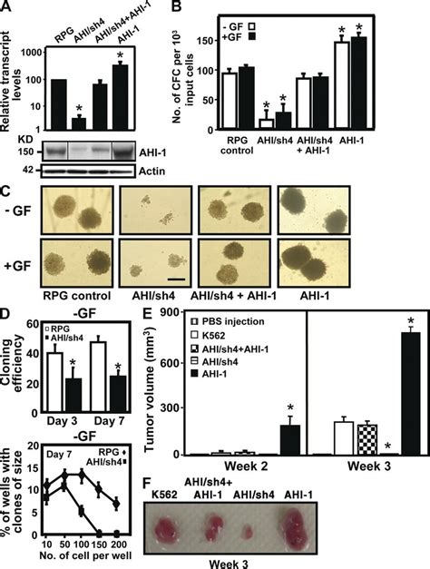 Knockdown Or Overexpression Of Ahi 1 In Human K562 Cells Mediates Their Download Scientific