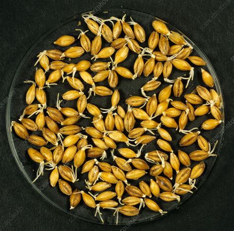 Malting Barley - Stock Image - C027/2879 - Science Photo Library