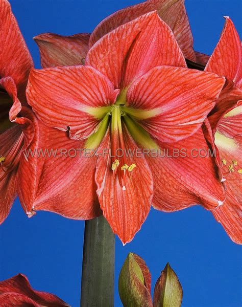 HIPPEASTRUM AMARYLLIS UNIQUE LARGE FLOWERING TERRA COTTA STAR 34 36